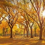 Avatar Rodrigo Colón